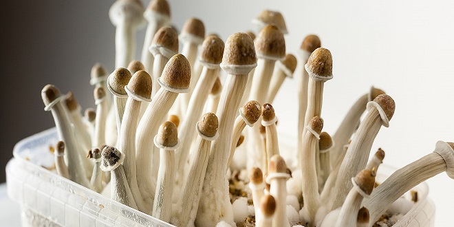What's Unique About The penis envy mushrooms