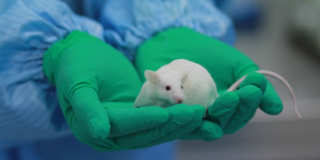 Humanized Mice: the Future of Animal Research?