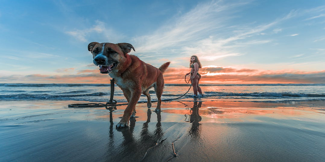 Traveling with your dog: an unforgettable adventure!