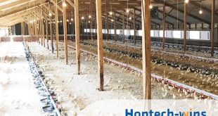Poultry Lights: What You Need To Know